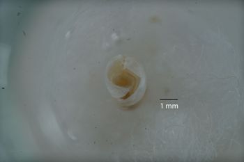 Media type: image;   Malacology 169913 Description: Digital documentation photo of preserved specimen.;